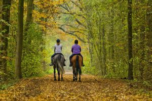 #beschrijving# #collectie# paarden #zoekkeyword# recreatief; buiten; buitenrit; herfst; bladeren; buitenrijden; bosrit; bos; bomen; bospad; bosweg; zandweg; ruiterpad; samen; plezier; natuur #categorie# Recreatie #persoon# Zon, Jantien van; Jong, Sanne de #nationaliteit# #paard# Centaur; Baas B #paardkleur# #stamboek# #bijzonderheid# Herfst; Buitenrit #onderwerp# Herfst in Amsterdamse Bos #locatie# Amsterdam #land# Nederland #definitief# ja #eventid# 166